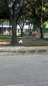 Parroquia Divino Maestro Catumare