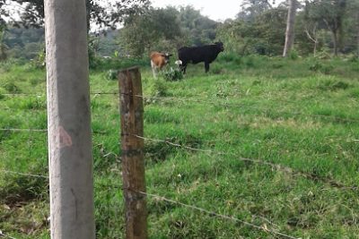 Parroquia Nuestra Señora Del Perpetuo Socorro, Calarcá Quindío